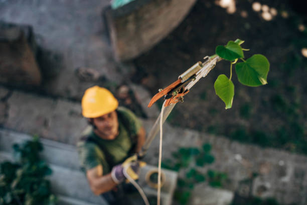 How Our Tree Care Process Works  in  Dana, NC